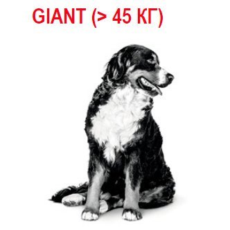 Giant (> 45 )