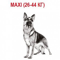 Maxi (26-44 )
