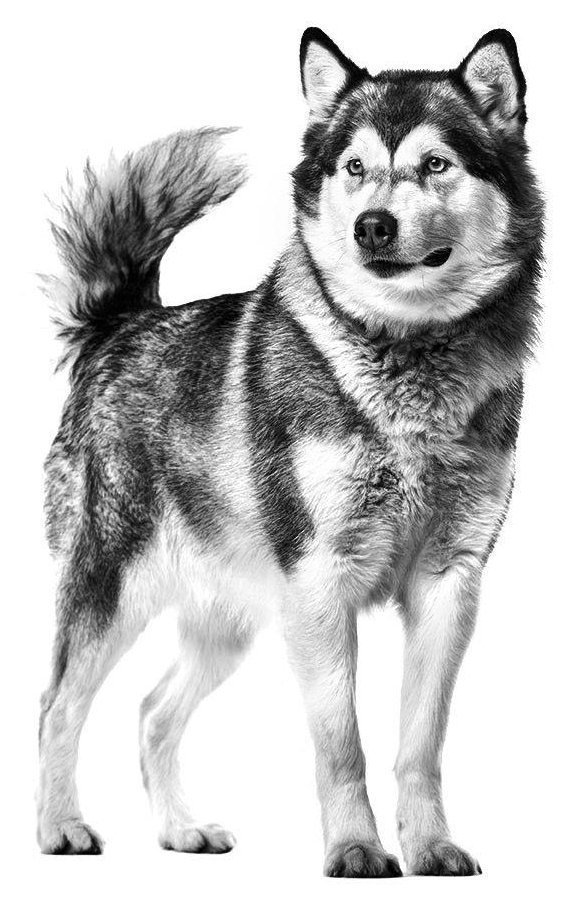 dog_RC.jpg Акция Роял Канин для собак
