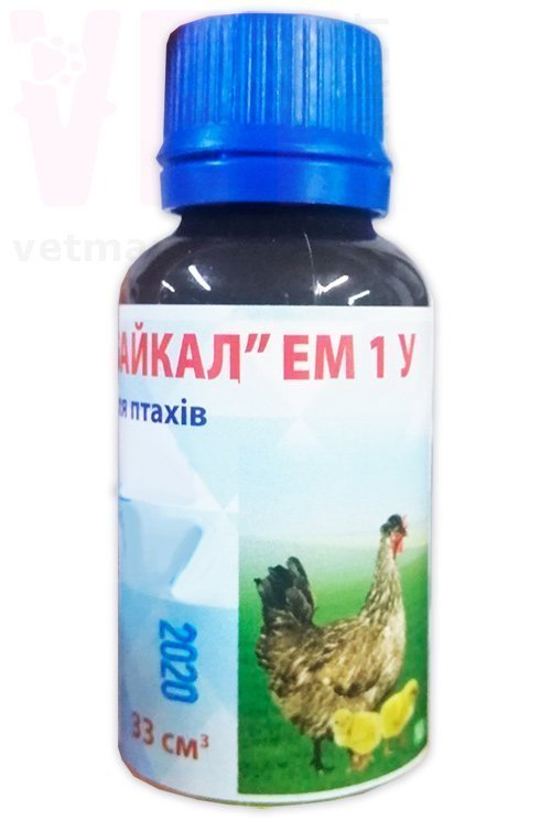 �����/������ ��� ����, 33 ��. ����� / ����� � �����������