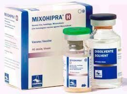 �����/����������-� ������� ����� ������ ����������� � ������������, 20 �� - 40 ���, HIPRA. ����� / ����� � �����������