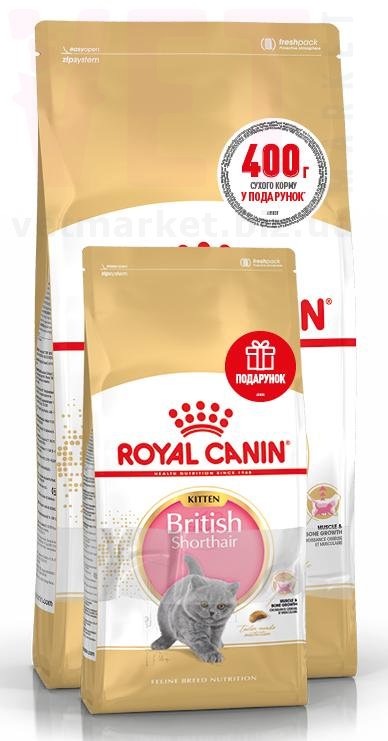 ���� ����� Kitten British Shorthair, 2 �� + 400 �. Feline Breed Nutrition - ������� � ������������ � �������