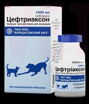 �����������, 1 �, ����. �����������