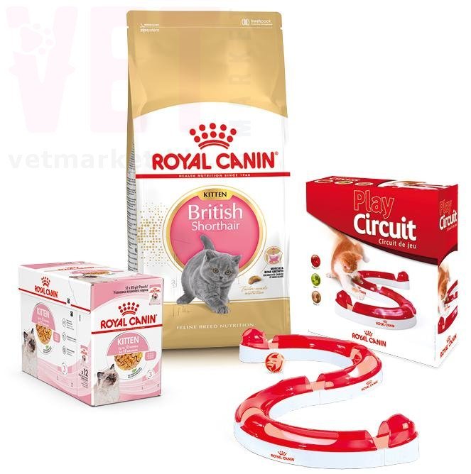 ���� ����� Kitten British Shorthair, 2 �� + 12 ������ + ������� ���� � �������. Feline Breed Nutrition - ������� � ������������ � �������