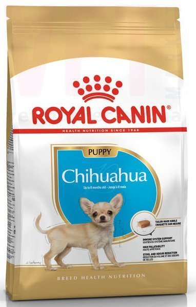 ���� ����� Chihuahua Puppy, 0,5 ��. Breed Health Nutrition - ������� � ������������ � �������