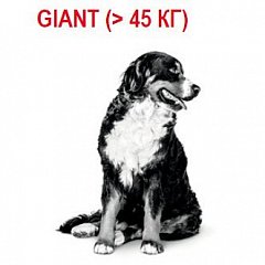 Giant (> 45 кг)