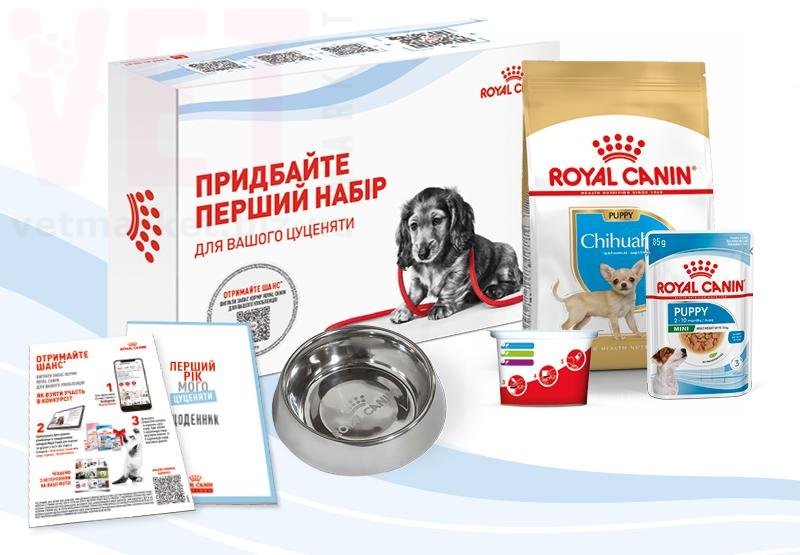 ���� ����� Chihuahua Puppy ��������� �����. Breed Health Nutrition - ������� � ������������ � �������