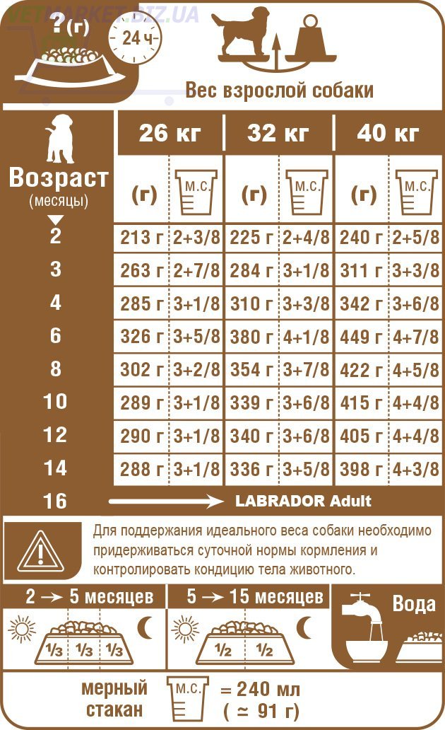 Как и чем кормить щенка лабрадора: меню по возрастам