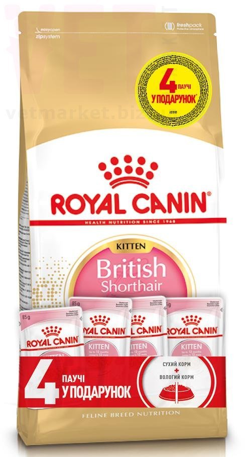 ���� ����� Kitten British Shorthair, 2 �� + 4 �����. Feline Breed Nutrition - ������� � ������������ � �������