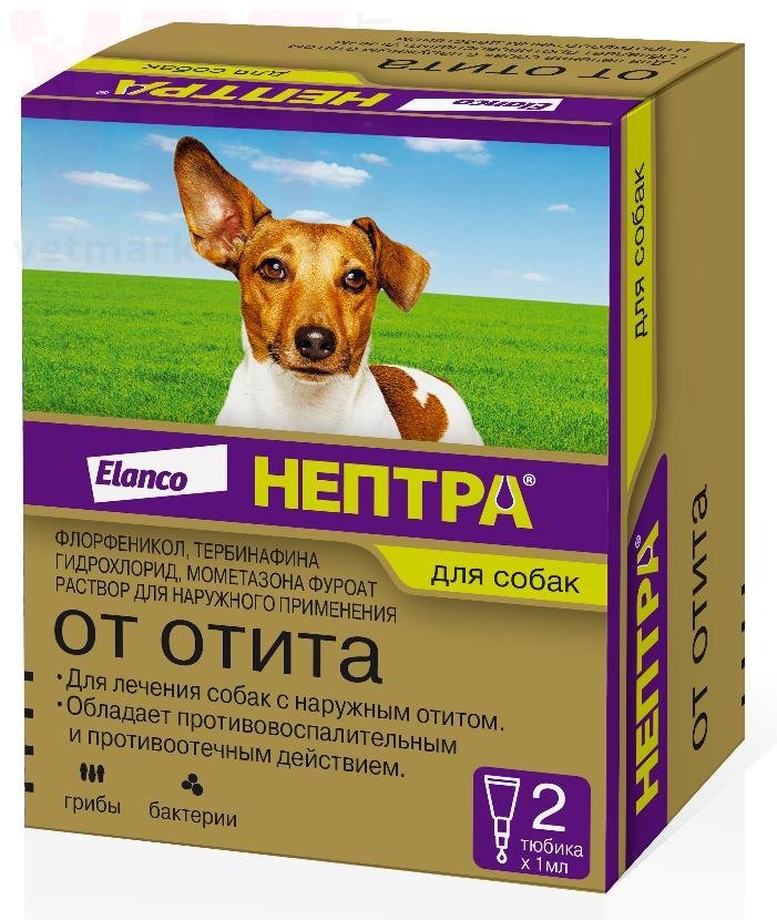 /    , 2 .  1 , .  /   